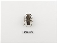 藏品(寬帶胡麻天牛)的圖片